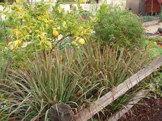 Lemon grass, Eureka lemon tree and lemon verbena plants..jpg