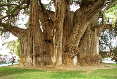 Montezuma Cypress tree of Oaxaca Mexico.jpg