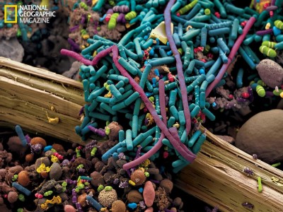 Microbes in mouth - National Geographic magazine.jpg