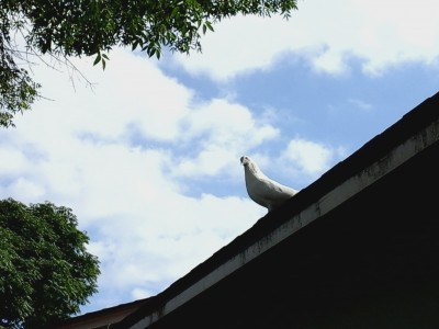 Albion on the roof