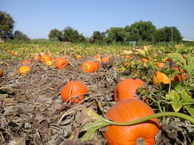 Orange is vibrant in the pumpkin patch