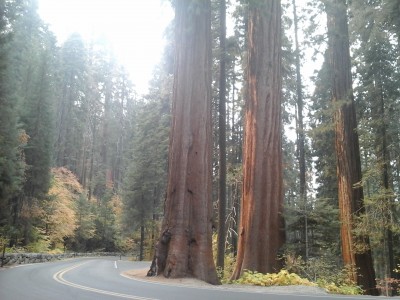 Big trees roadside