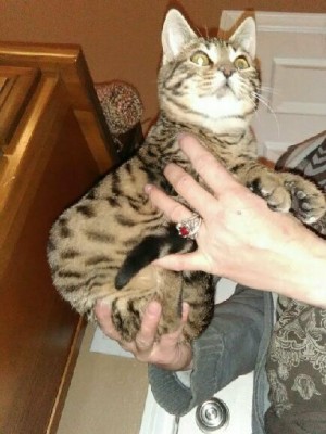 pretty Bengal kitty !