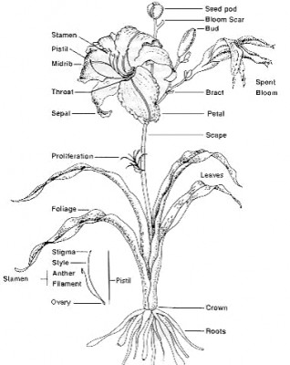 daylily.diagram.jpg