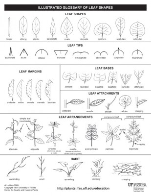 a_glossary_leaf_shapes.jpg