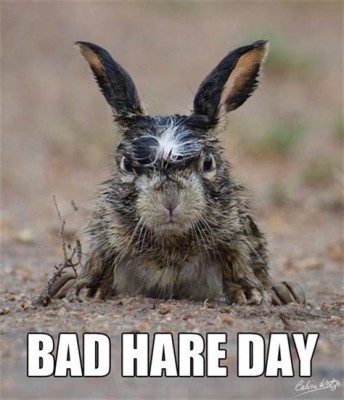 hare day.jpeg