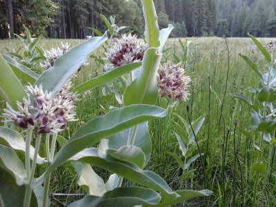 Fancy milkweed