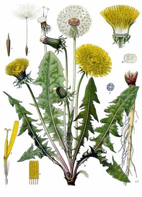 dandelion-drawing-2.jpg