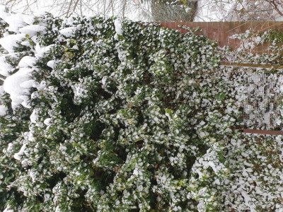 Ivy and snow 2021/2