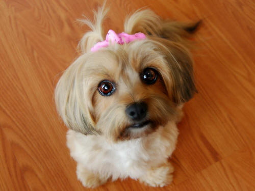 Morkie with big eyes and pink bow